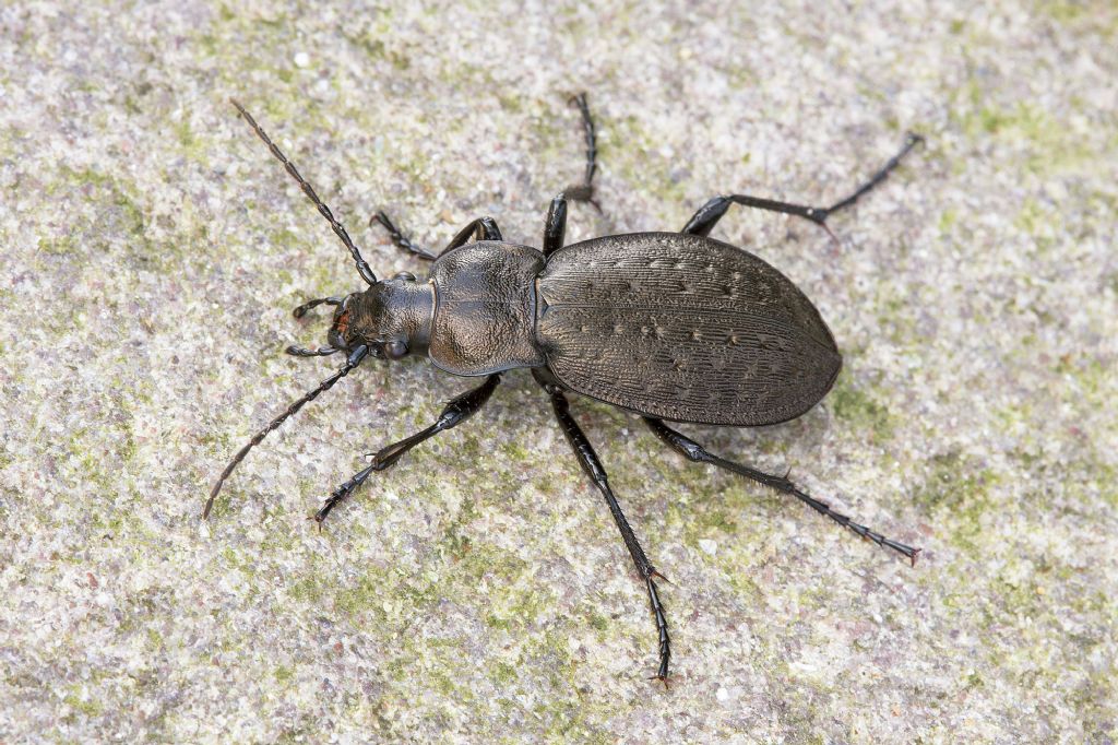 Carabus castanopterus